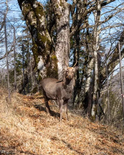 Animals I spotted on a hike in 2025