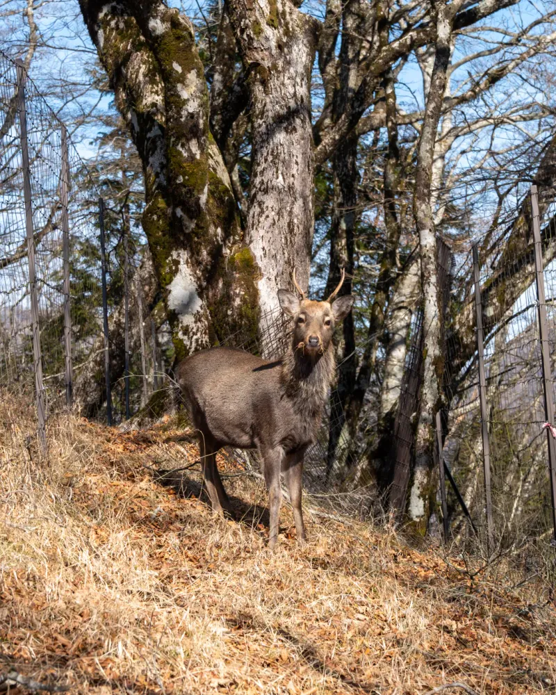 Animals I spotted on a hike in 2025