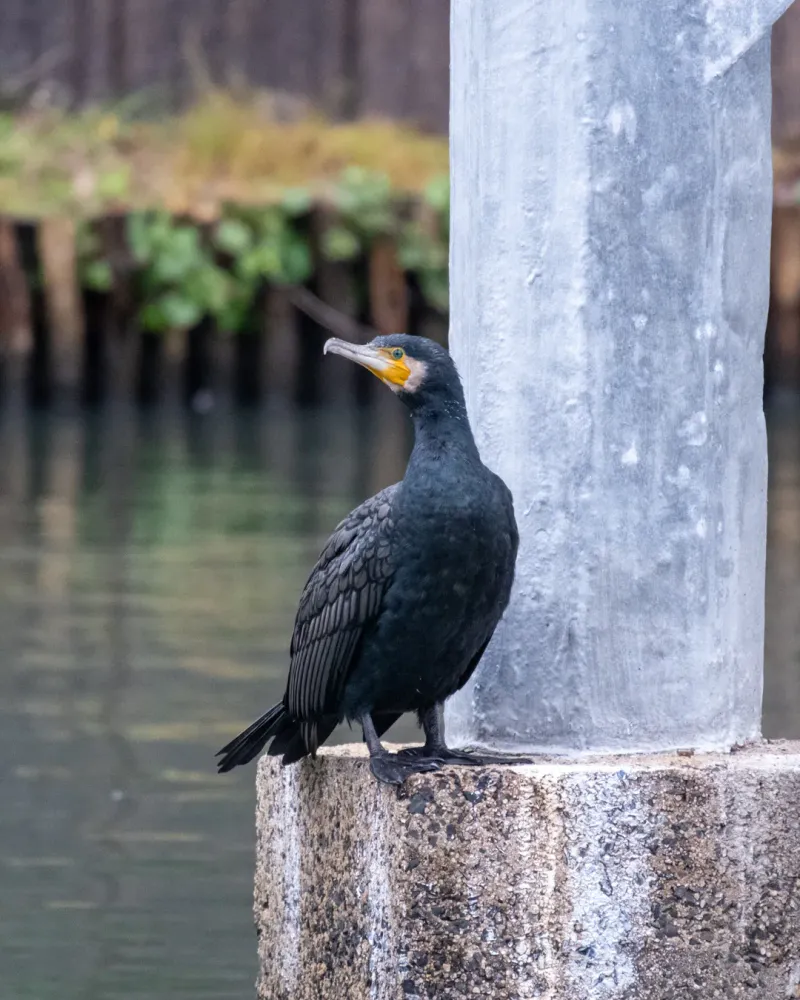 Birds at Lake Shinji, Shimane