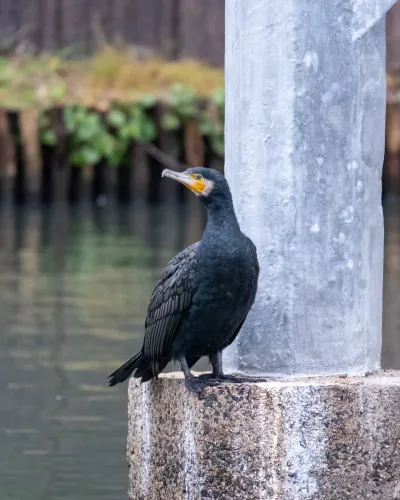 Birds at Lake Shinji, Shimane